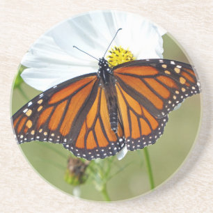 Monarch on Cosmos Coaster