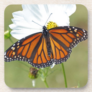 Monarch on Cosmos Coaster