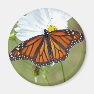 Monarch on Cosmos Magnet