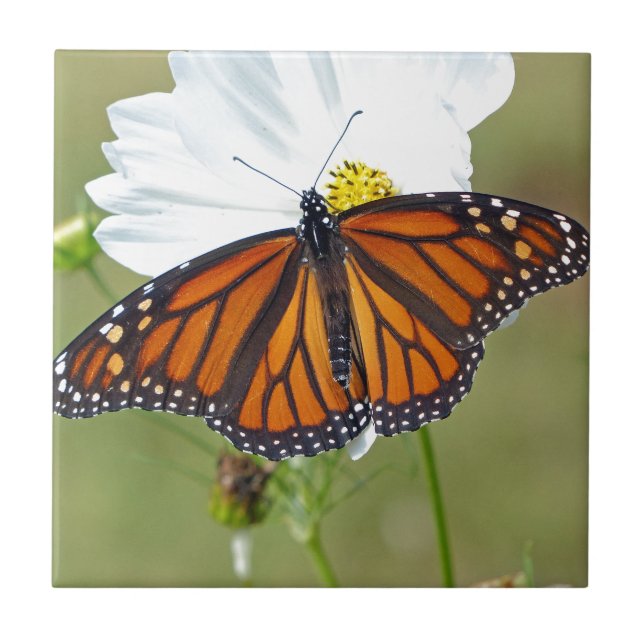 Monarch on Cosmos Tile (Front)