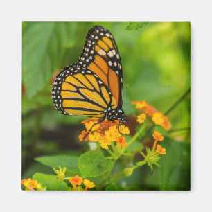 Monarch On Lantana Magnet