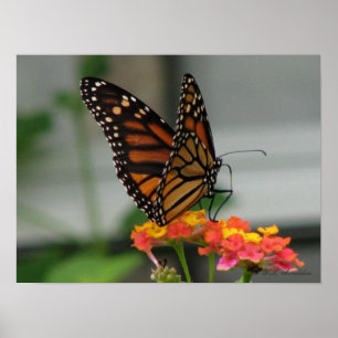 Monarch on Lantana Poster