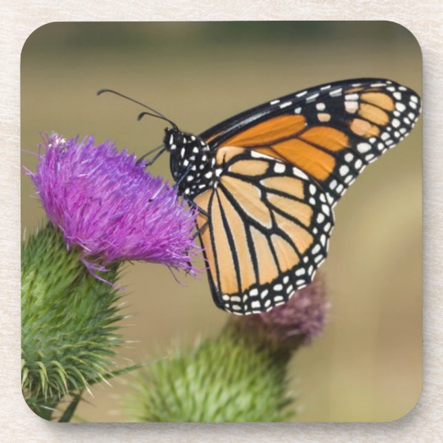Monarch on pasture Thistle Prairie Ridge Coaster (Front)