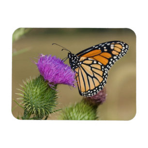 Monarch on pasture Thistle Prairie Ridge Magnet