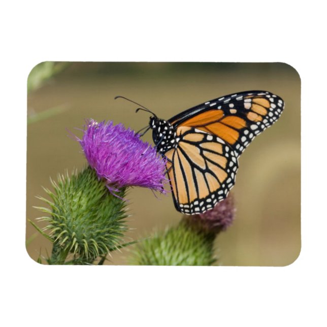 Monarch on pasture Thistle Prairie Ridge Magnet (Horizontal)