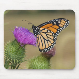 Monarch on pasture Thistle Prairie Ridge Mouse Pad