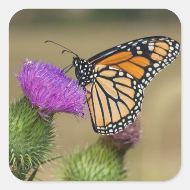 Monarch on pasture Thistle Prairie Ridge Square Sticker (Front)