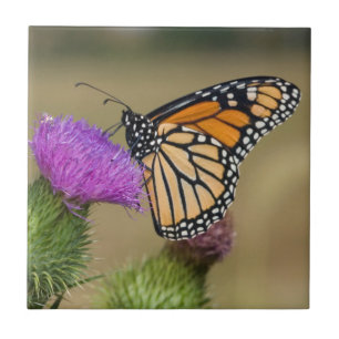 Monarch on pasture Thistle Prairie Ridge Tile