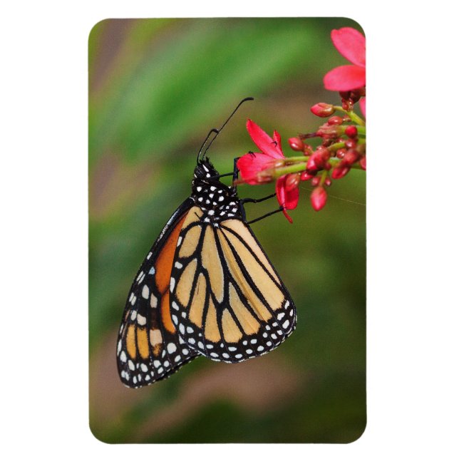 Monarch on Penta flowers Magnet (Vertical)