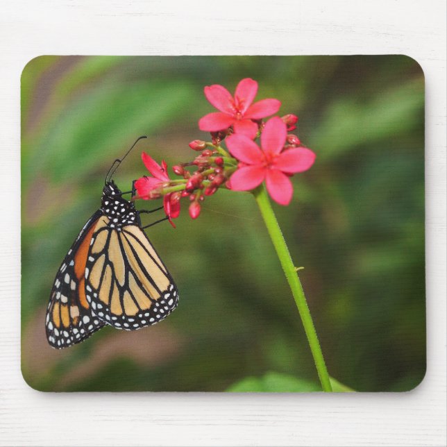 Monarch on Penta flowers Mouse Pad (Front)