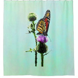 Monarch on Thistle