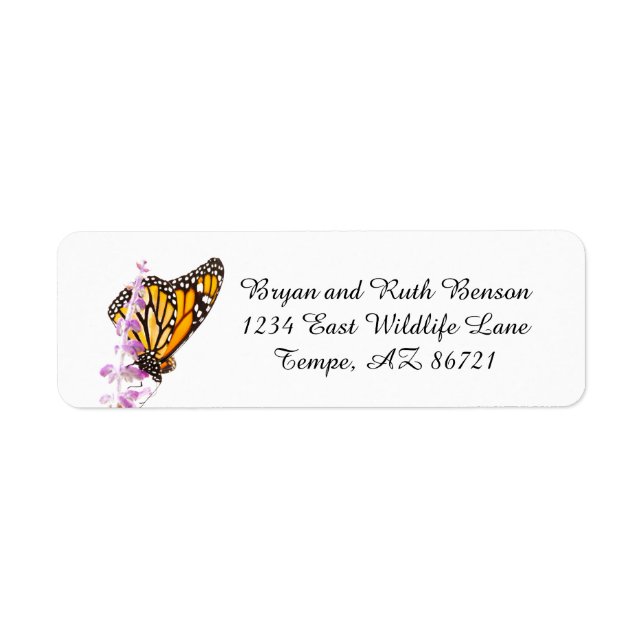 Monarch perched on Lavender (Front)