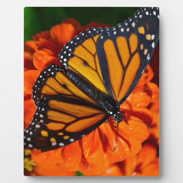 Monarch Plaque (Front)