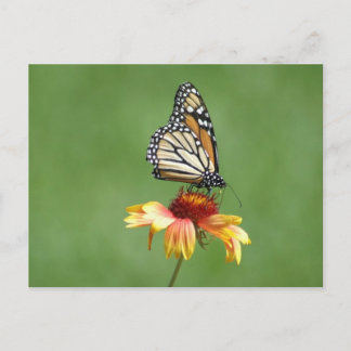 Monarch Postcard
