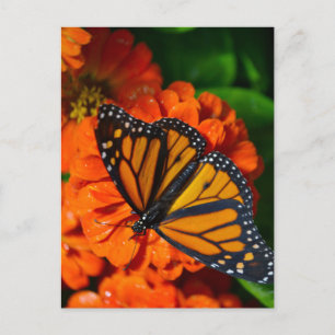 Monarch Postcard