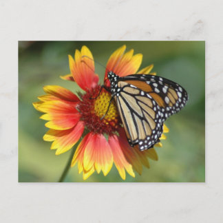 Monarch Postcard