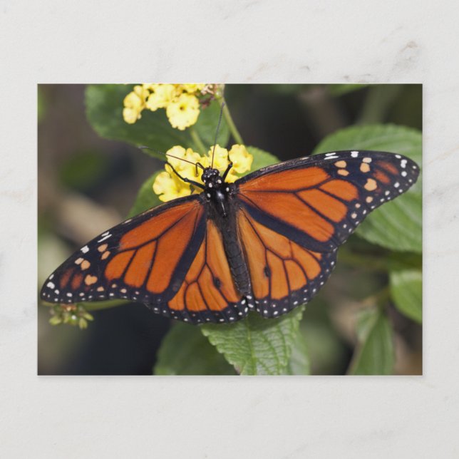 Monarch Postcard (Front)