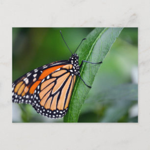 Monarch Postcard