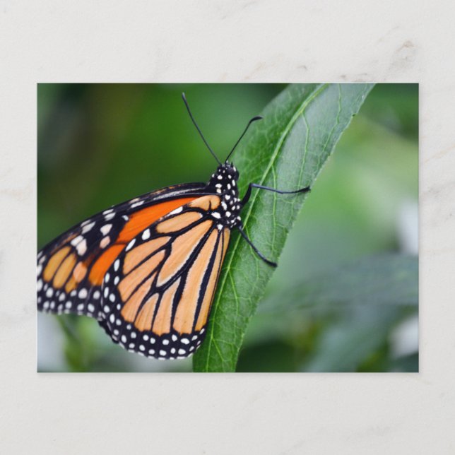 Monarch Postcard (Front)