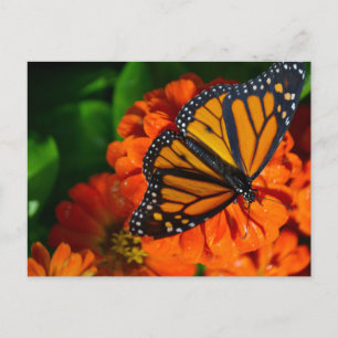 Monarch Postcard