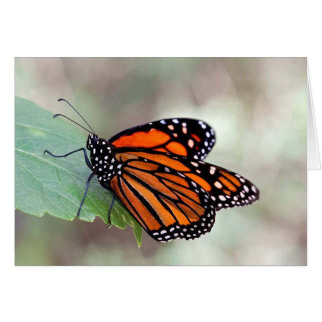 Monarch resting (Front Horizontal)