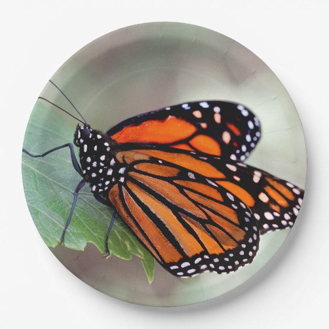 Monarch resting paper plate (Front)