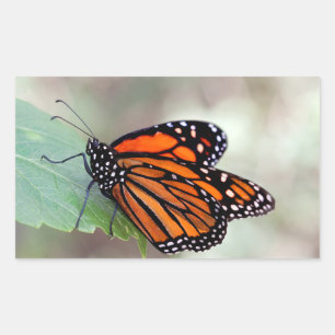Monarch resting sticker