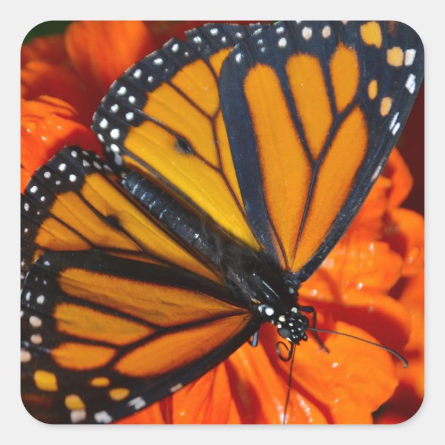 Monarch Square Sticker (Front)