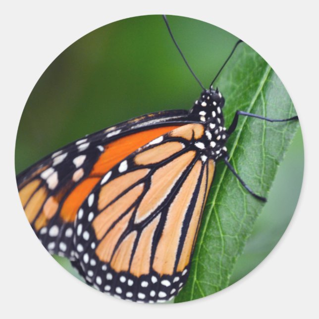 Monarch Sticker (Front)