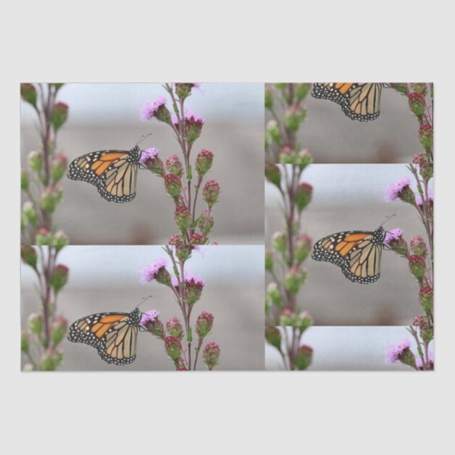 Monarch Tissue Paper (Front)