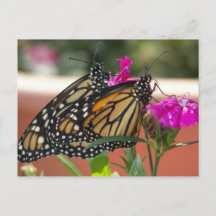Monarch Twins #1 cartes postales