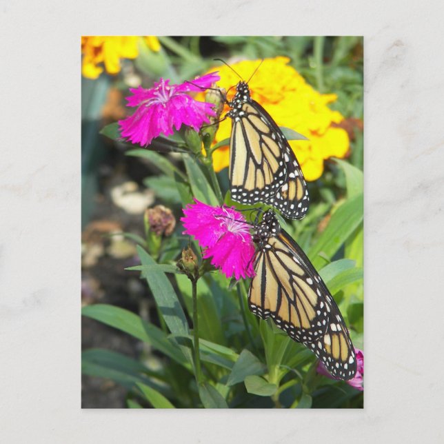 Monarch Twins #2 carte postale (Devant)