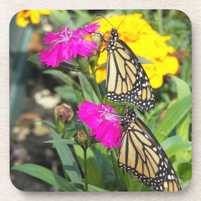 Monarch twins#2-cork coaster (Front)