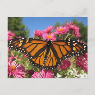 Monarch Wings - Butterfly Postcard