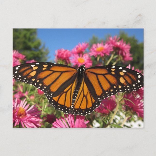 Monarch Wings - Butterfly Postcard (Front)