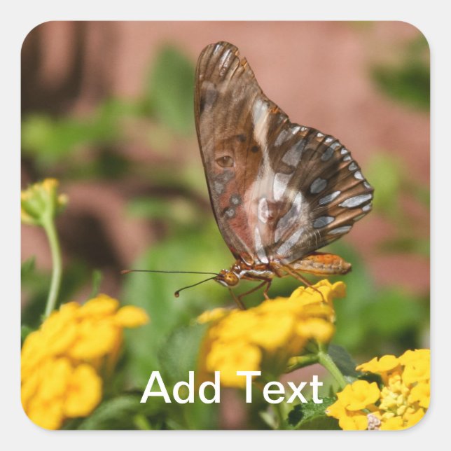 Monarch Wings - Dog and Butterfly Stickers (Front)