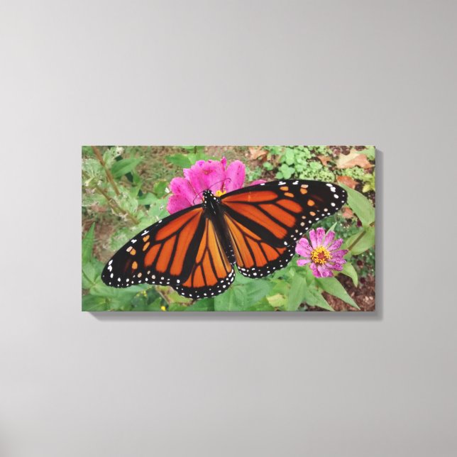 Monarch with Wings Outspread on Pink Zinnia Canvas Print (Front)