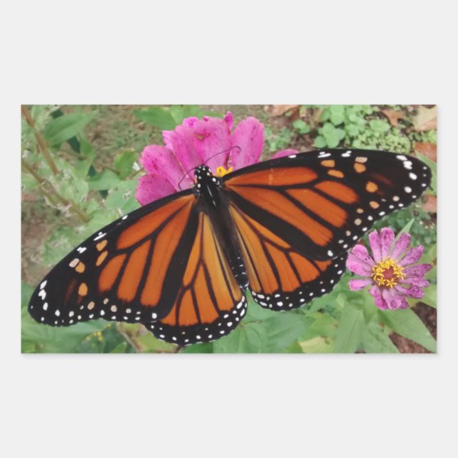Monarch with Wings Outspread on Pink Zinnia Sticker (Front)