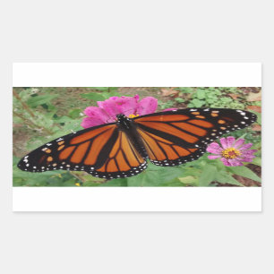 Monarch with Wings Outspread on Pink Zinnia Sticker