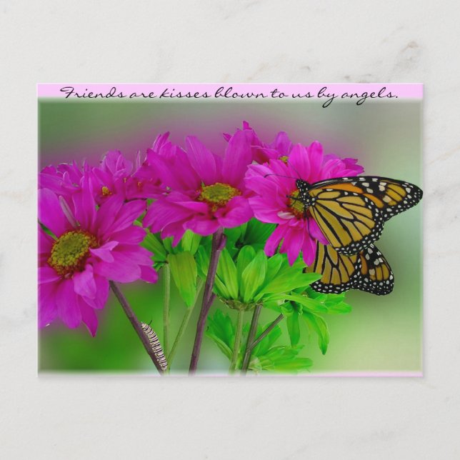 Monarchs and Daisies Postcard (Front)