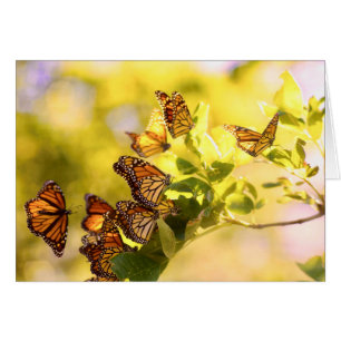 Monarchs in the Sunlight