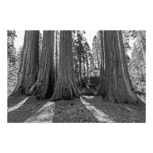 Monarchs of the Forest (Black & White) Photo Print