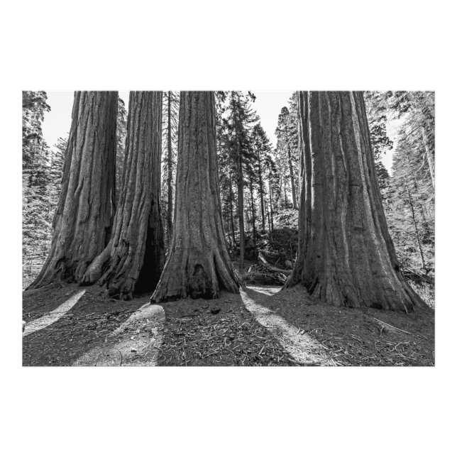 Monarchs of the Forest (Black & White) Photo Print (Front)
