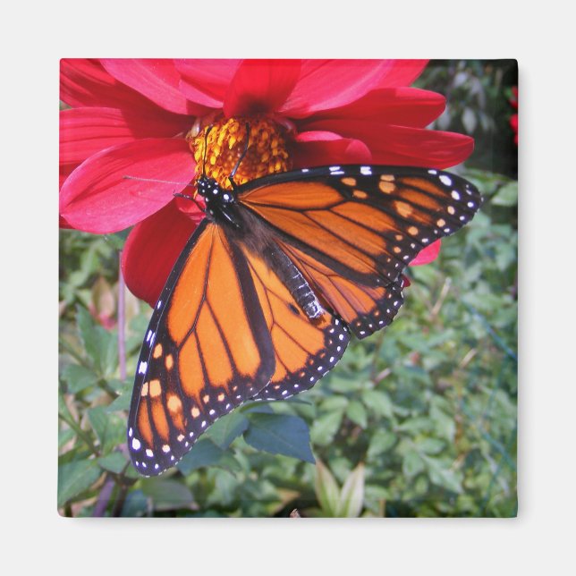 Monarque 4 ~ aimant (Devant)