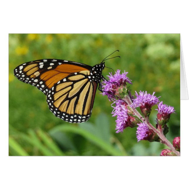 Monarque alimenté par Liatris (Devant horizontal)