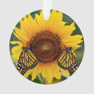 Monarque Butterfies sur le tournesol
