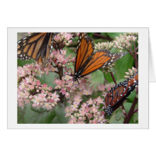 Monarque Butterflies