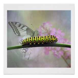 Monarque Papillon Caterpillar Poster brillant