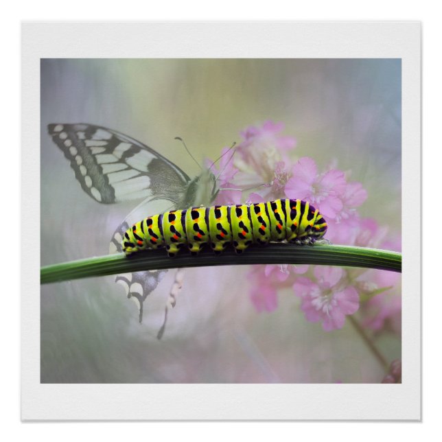 Monarque Papillon Caterpillar Poster brillant (Devant)