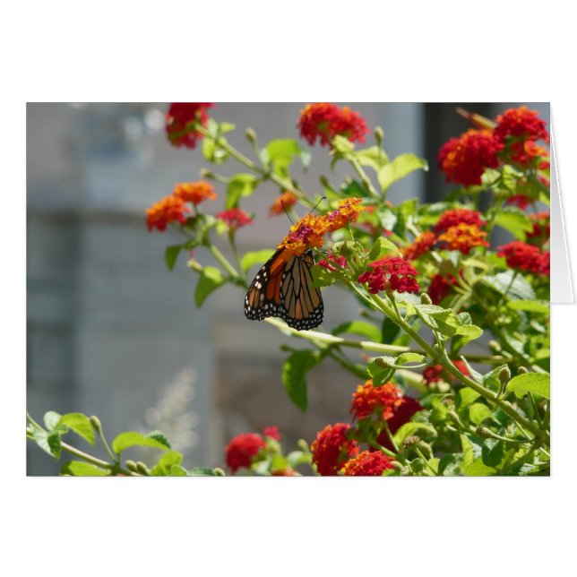 Monarque papillon sur Buddleia rouge (Devant horizontal)